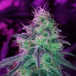 Black Jack cannabis seeds – 12/12 Photoperiod – Indoor-friendly – Citrus – image 1 from Seed City