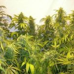 Black Samba by SuperAutos by Stitch – Guaranteed female plants – Sativa – Tall (140cm plus) – image 2 – Seed City