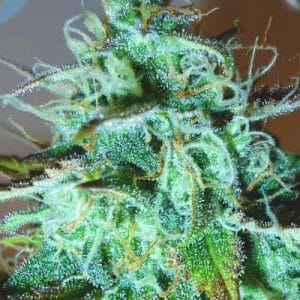 Black Afghani Kush by Medicann Seeds – Tall (140cm plus) – Resistant to Mould – 12/12 Photoperiod – image 1 – Seed City