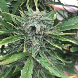 Black Apple Fritter