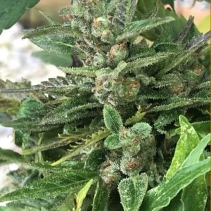 Black Apple Fritter Auto by TasteBudz Seeds – Auto-Flowering – Sativa-leaning – Earthy – image 1 – Seed City
