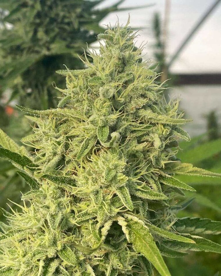 Black Beard by Karma Genetics – Earthy – 12/12 Photoperiod – Feminized – image 1 – Seed City