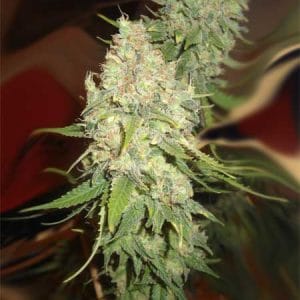 Image 1 of Black Berry OG cannabis by Emerald Triangle Seeds – Excellent harvest potential – Outdoor – Sweet – Seed City
