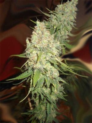 Black Berry OG