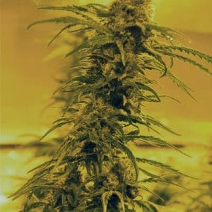 Fruity – Mostly Indica – Nausea – Black Blood strain – image 1 – from Medicann Seeds via Seed City