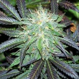 Black Buddha
