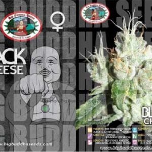 Black Cheese by Big Buddha Seeds – Narcotic – Mostly Indica – Suited for indoor growing – image 1 – Seed City