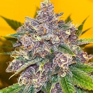 Black Cherries