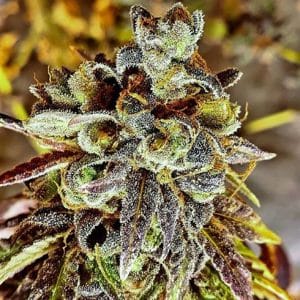 Black Cherry Cake cannabis seeds – Body Stone – Regular – Outdoor cultivation – image 1 from Seed City