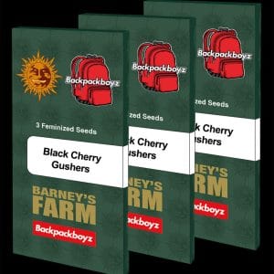 Black Cherry Gushers by Barneys Farm Seeds – Indica-heavy – 12/12 Photoperiod – Cherry – image 1 – Seed City