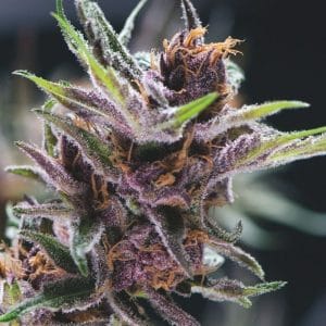Black Cherry Punch by Pyramid Seeds – Body Stone – Mostly Indica – Guaranteed female plants – image 1 – Seed City