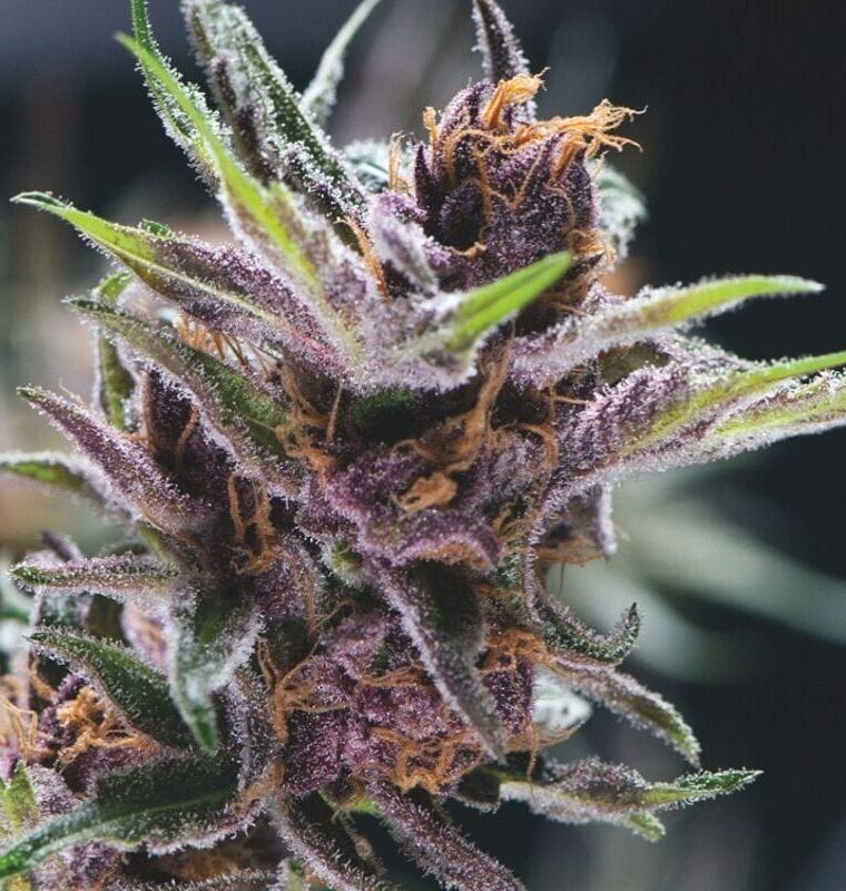 Black Cherry Punch by Pyramid Seeds – Body Stone – Mostly Indica – Guaranteed female plants – image 1 – Seed City