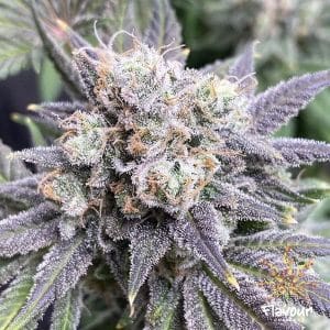 Black Cherry Soda
