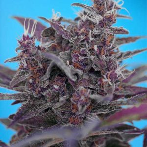 Black Cream Auto cannabis seeds – Indica-heavy – Female seeds – Sweet – image 1 from Seed City
