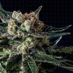 Black Diesel by Genofarm Seeds – Good for outdoor grow – High CBD – Orange – image 1 – Seed City