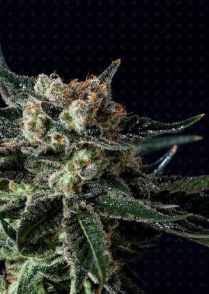 Black Diesel