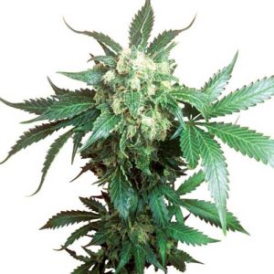 Black Domina cannabis seeds – Indica Dominant – 12/12 Photoperiod – Suited for indoor growing – image 1 from Seed City