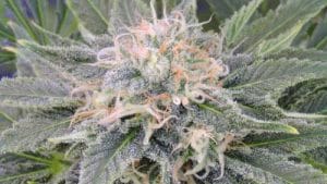 Black Ghost OG
