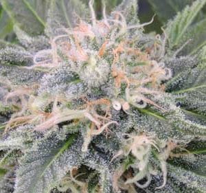 Black Ghost OG cannabis seeds – Large yield – Outdoor cultivation – Guaranteed female plants – image 1 from Seed City
