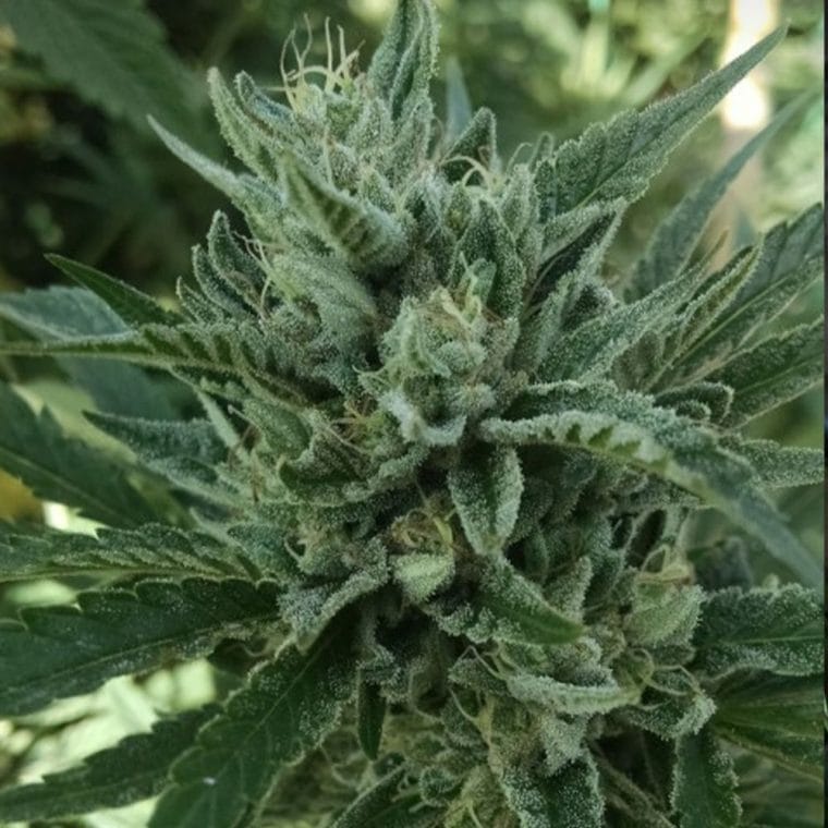 Black Hog cannabis seeds – 12/12 Photoperiod – Lime – Indoor-friendly – image 1 from Seed City