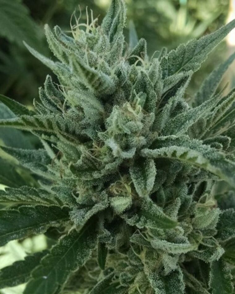 Black Hog cannabis seeds – 12/12 Photoperiod – Lime – Indoor-friendly – image 1 from Seed City