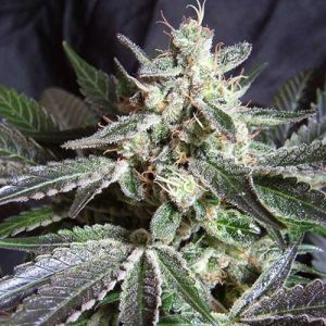 Black Jack from Sweet Seeds