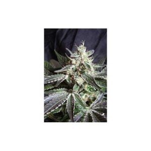 Black Jack Fast V