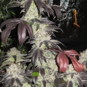 Black Kush cannabis seeds – Indica Dominant – Suited for indoor growing – 12/12 Photoperiod – image 1 from Seed City