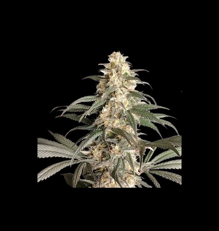 Black Lebanon by Super Sativa Seed Club – Relaxing – Resistant to High Temperature – Large yield – image 1 – Seed City