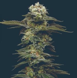 Black Magic Auto