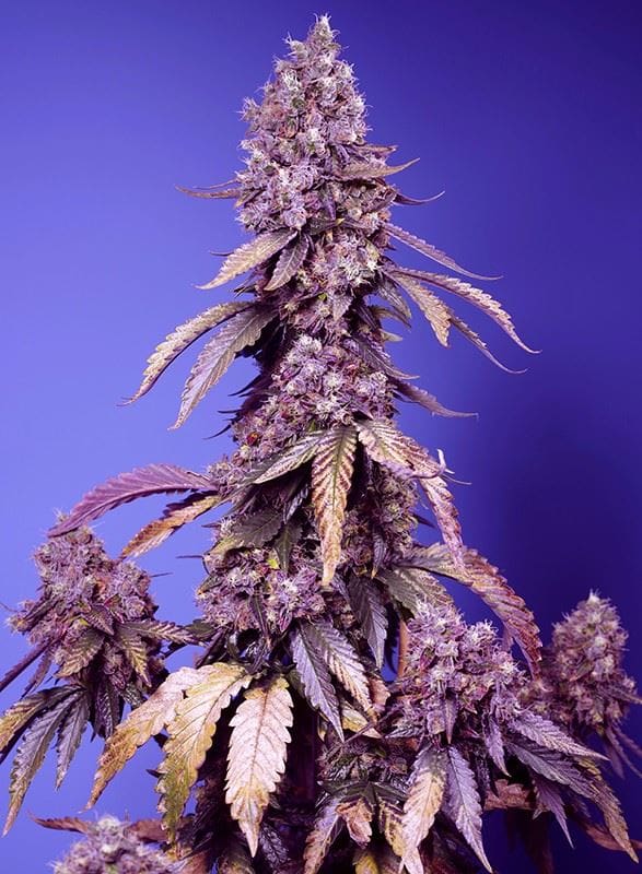 Black Muffin F1 Fast Version semi di cannabis – Alta resa – Prevalentemente Indica – Super forza – immagine 1 da Seed City