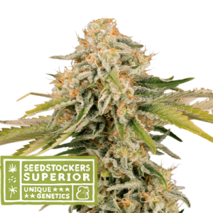 Black Rainbow Auto from Seed Stockers