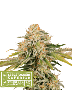 Black Rainbow Auto