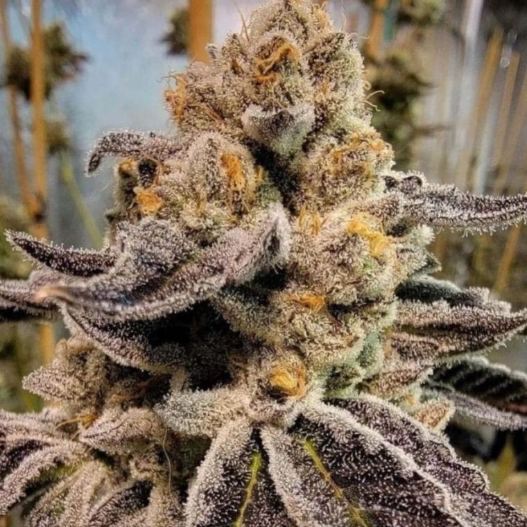 Black Rainbow Sherbet cannabis seeds – Super Strength – 12/12 Photoperiod – Outdoor – image 1 from Seed City