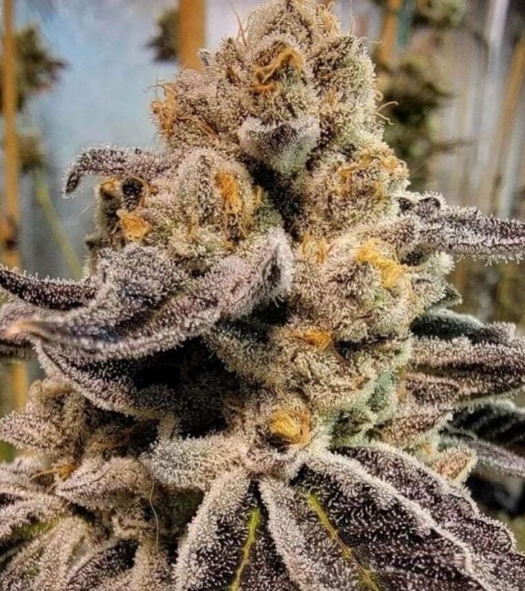 Black Rainbow Sherbet cannabis seeds – Super Strength – 12/12 Photoperiod – Outdoor – image 1 from Seed City