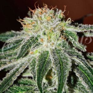 Image 1 of Black Russian cannabis by Delicious Seeds – Middle of September – Female seeds – Mostly Indica – Seed City