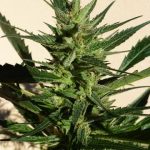 Black Samba by SuperAutos by Stitch – Tall (140cm plus) – Auto-Flowering – Outdoor – image 1 – Seed City