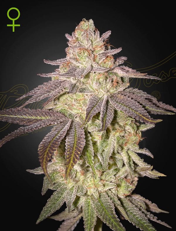 Black Toffee Auto cannabis seeds – Super Strength – Relaxing – Greenhouse – image 1 from Seed City