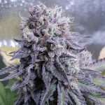 Image 1 of Black Valium cannabis by Top Shelf Elite Seeds – Indoor-friendly – Mostly Indica – Female seeds – Seed City