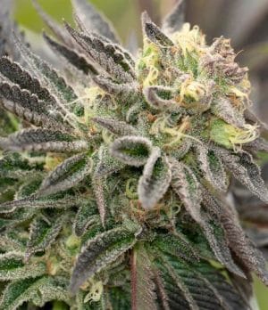 Black Widow
