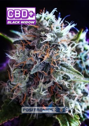 Black Widow CBD
