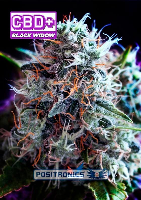 Black Widow CBD by Positronic Seeds – Sativa-leaning – Suited for indoor growing – High CBD – image 1 – Seed City
