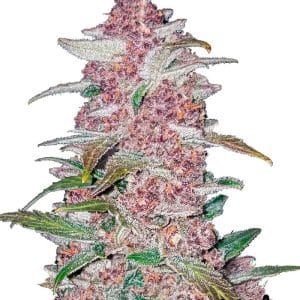 Blackberry from FastBuds