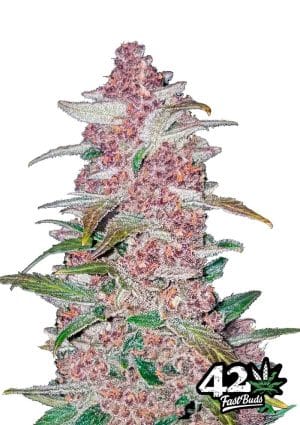 Blackberry