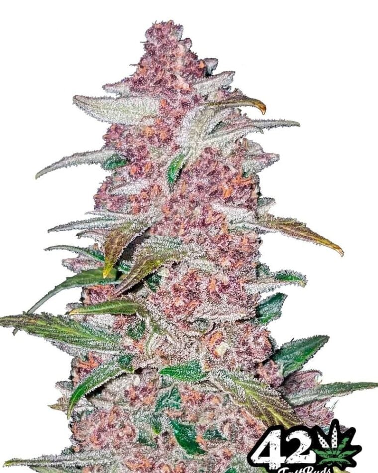 Blackberry from FastBuds