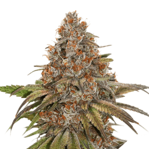 Blackberry Gum