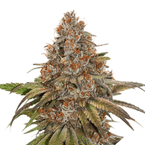 Blackberry Gum Auto