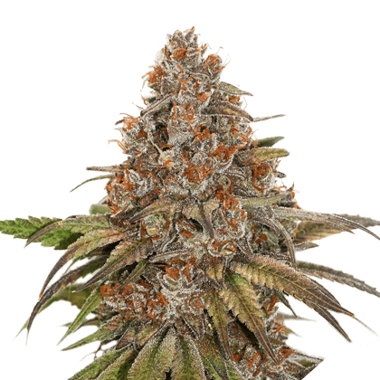 Blackberry Gum Auto by Seed Stockers – Outdoor cultivation – Feminized – Anxiety – image 1 – Seed City