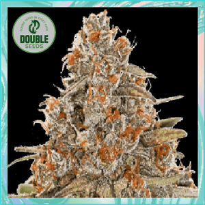 Blackberry Gum Auto