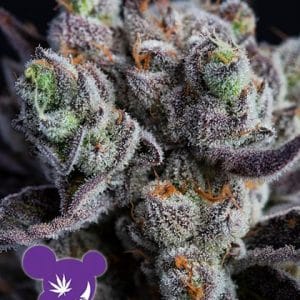 Blackberry Moonrocks by Anesia Seeds – The End of September – Resistant to Mould – Euphoric – image 1 – Seed City